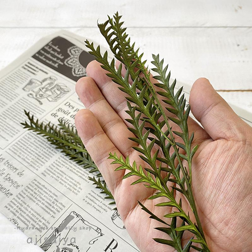 グレビレア・アイバンホー グリーン 【プリザーブドフラワー