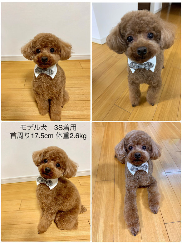 犬服 ペット用 蝶ネクタイ つけ衿 男の子用（超小型〜大型犬まで5