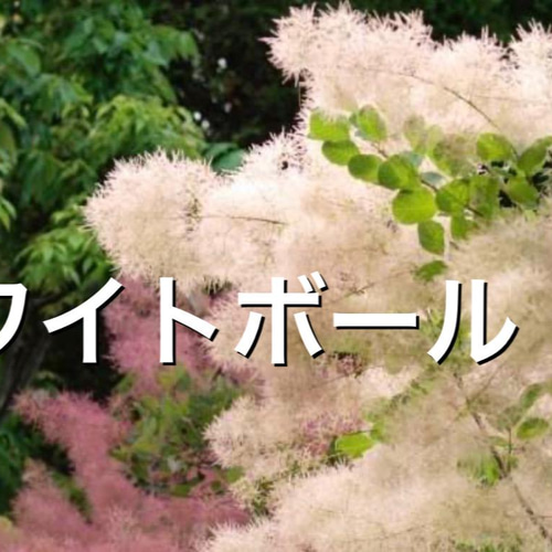 スモークツリー：ホワイトボール7号ポット の通販 | 園芸ネット