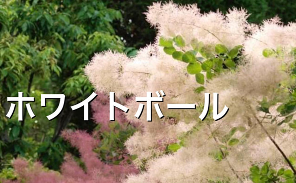 スモークツリー：ホワイトボール3号ポット の通販 | 園芸ネット