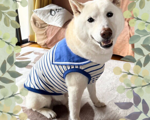 犬服タンクトップの作り方 犬服ハンドメイド - YouTube