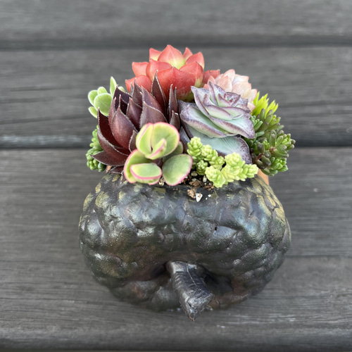★多肉植物　寄せ植え〜どんぐりちゃんの切り株寄せ　セットで〜★ ☆多肉植物 寄せ植え〜どんぐりちゃんの切り株寄せ セットで〜☆