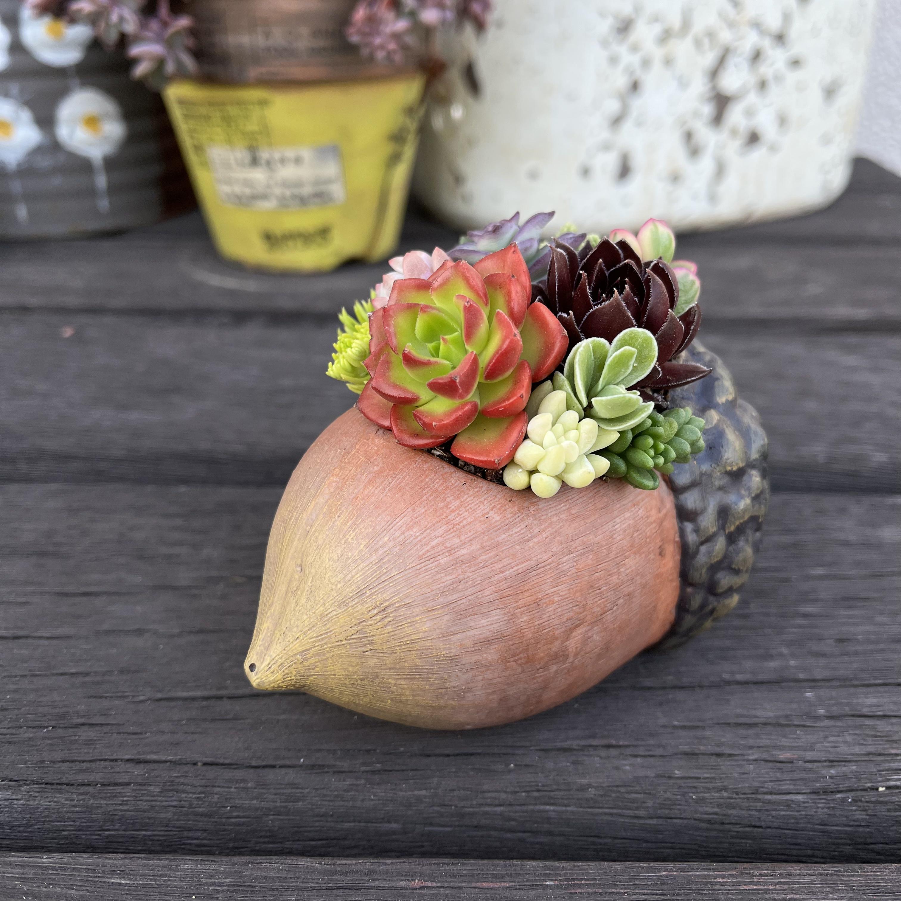 どんぐり 寄せ植え 多肉植物♩