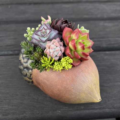 ☆多肉植物 寄せ植え〜どんぐりちゃんの切り株寄せ セットで