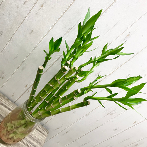 ●日本正規品● 再入荷 ラッキーバンブー ミリオンバンブー ストレートバンブー その他観葉植物