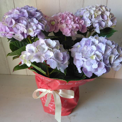 ♡母の日先行予約♡ アジサイ【マーブルソーダ】ピンク 5号鉢 紫陽花