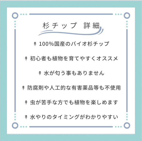 きれいな緑 コーヒーの木 バイオチップ 虫がわかない 清潔 匂わない ハイドロカルチャー エコスギ 観葉植物 室内 6枚目の画像