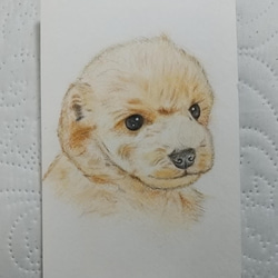 油絵 絵画【トイプードル】