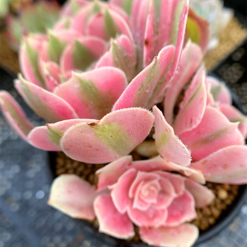 345.多肉植物 寄せ植え アエオニウム ピンクウィッチ(錦)2-3頭 345.多肉植物 寄せ植え アエオニウム ピンクウィッチ(錦)2-3頭