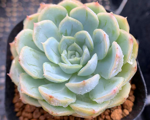 346.多肉植物 寄せ植え エケベリア属 Mexican Snowball