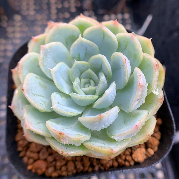 346.多肉植物 寄せ植え エケベリア属 Mexican Snowball メキシカン