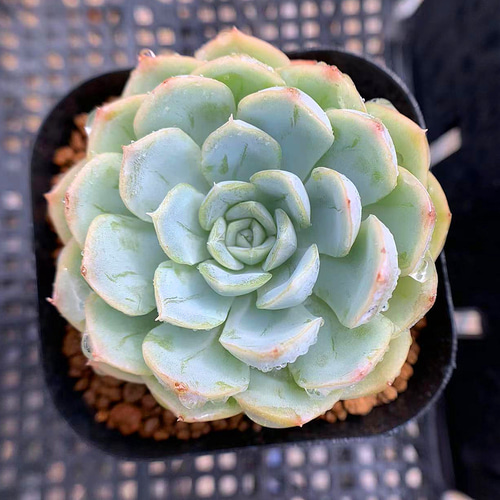 346.多肉植物 寄せ植え エケベリア属 Mexican Snowball メキシカン