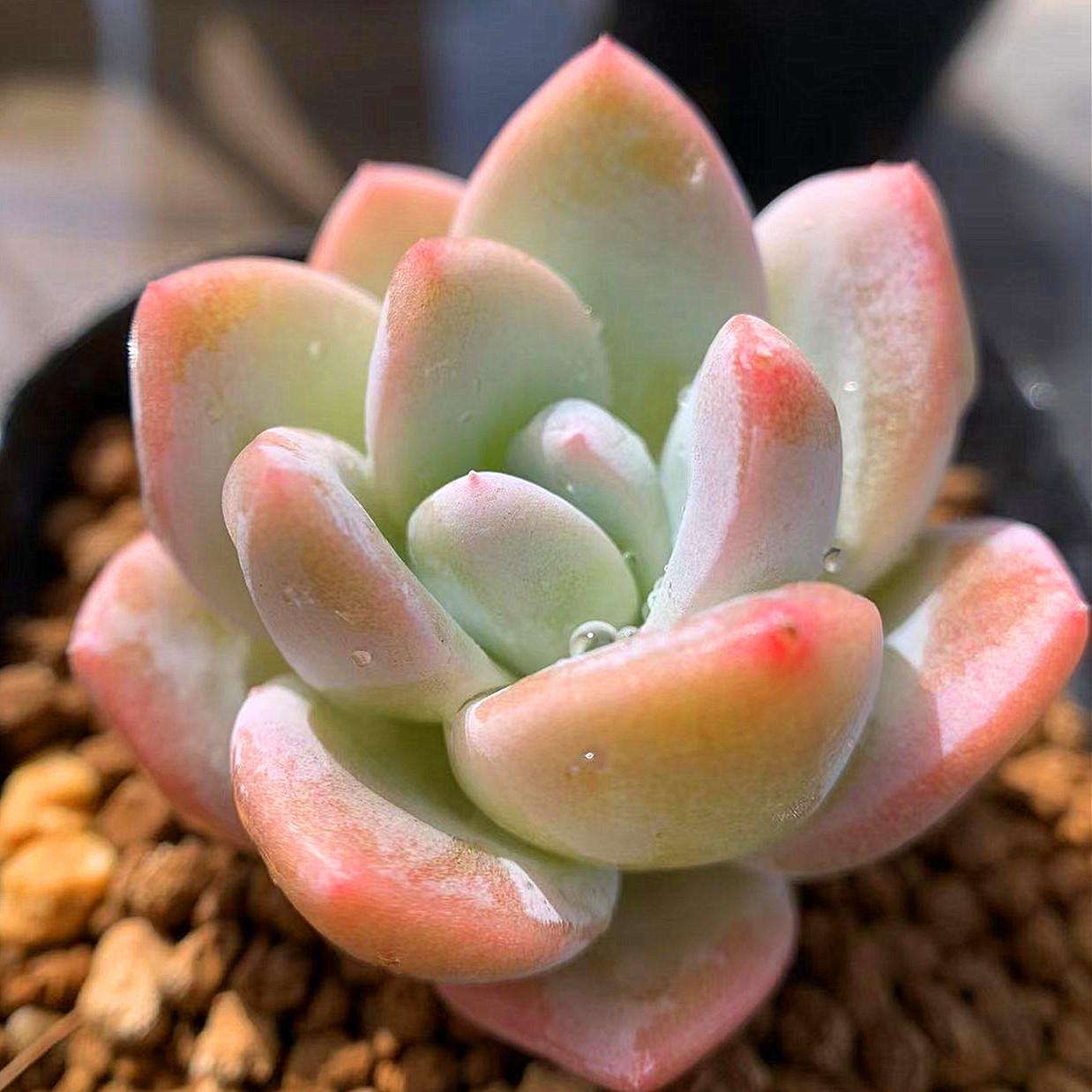楽天市場】多肉植物 エケベリア（種類（植物）モモ）の通販