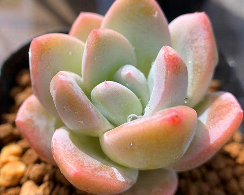 348.多肉植物 寄せ植え エケベリア属 アイスグリーンhyb 抜き苗