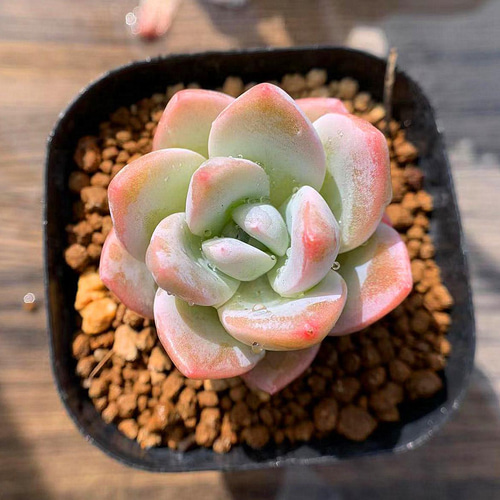 097:Echeveria 'Clara' (エケベリア クララ)6㎝ポット[多肉植物