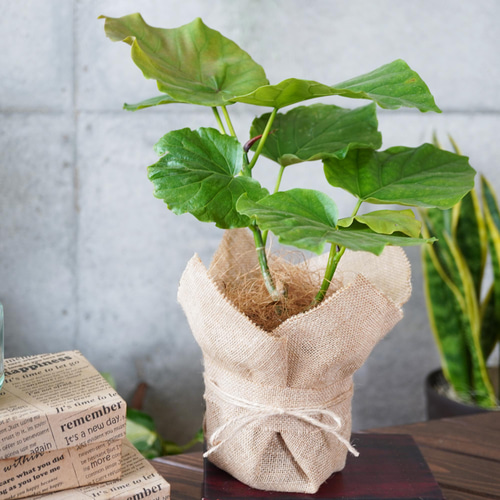 フィカス ウンベラータ 実生 インテリア 観葉植物 人気 品種 ハート型の葉で人気！フィカス・ウンベラータ◇おしゃれ