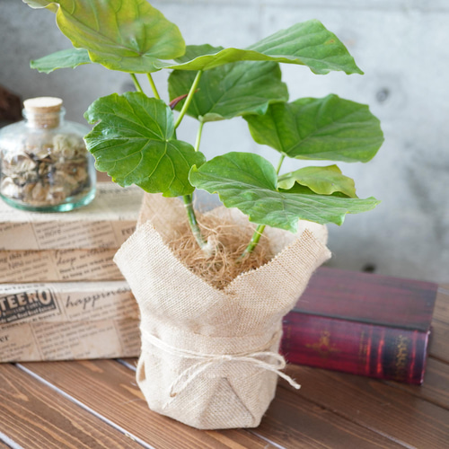 ハート型の葉で人気！フィカス・ウンベラータ◇おしゃれ インテリア