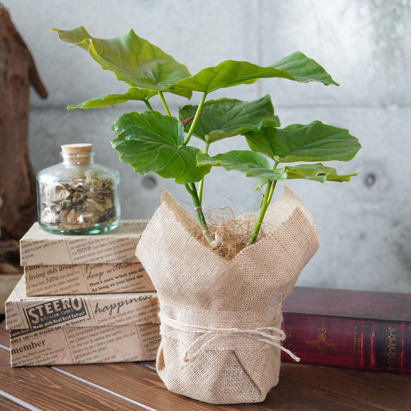 フィカス ウンベラータ ハートの葉っぱ　アイボリーテラコッタ鉢植え　観葉植物 sa-0742-01.jpg