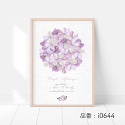 初夏のあじさいポスター / i0644 /  青と紫の紫陽花　インテリアポスター 4枚目の画像