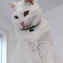 猫の首輪　トリミングブレード　くるくる模様　萌黄色 7枚目の画像