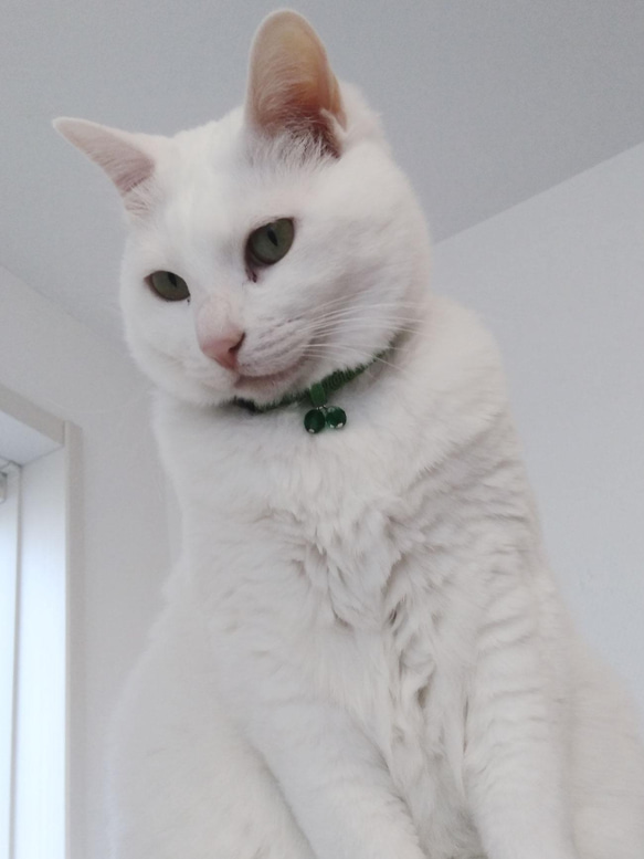 猫の首輪　トリミングブレード　くるくる模様　萌黄色 7枚目の画像