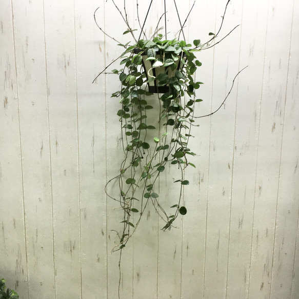 大量花芽♡ ホヤ マチルダ 吊り鉢 その他インテリア雑貨 PLANTS SHOP 