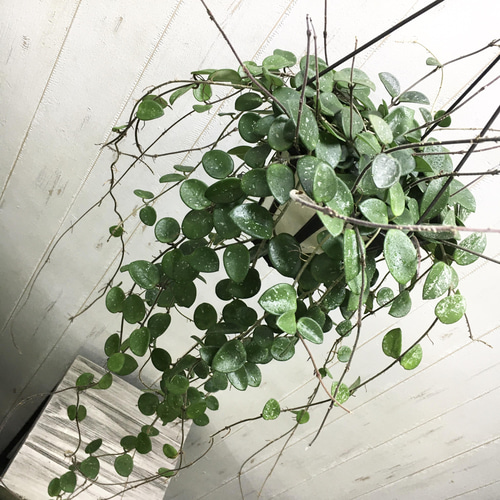 大量花芽♡ ホヤ マチルダ 吊り鉢 その他インテリア雑貨 PLANTS SHOP 