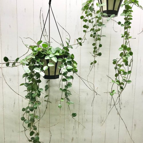 大量花芽♡ ホヤ マチルダ 吊り鉢 その他インテリア雑貨 PLANTS SHOP 