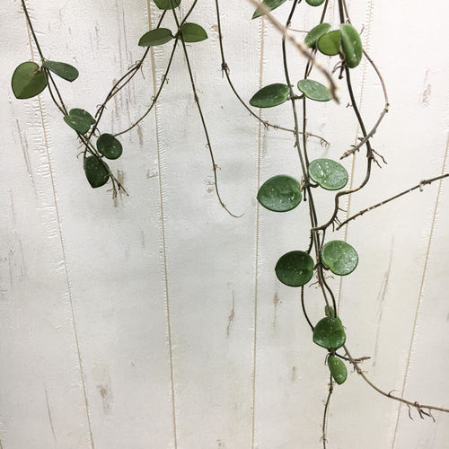 大量花芽♡ ホヤ マチルダ 吊り鉢 その他インテリア雑貨 PLANTS SHOP 