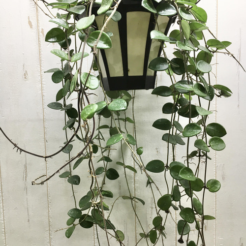 大量花芽♡ ホヤ マチルダ 吊り鉢 その他インテリア雑貨 PLANTS SHOP 