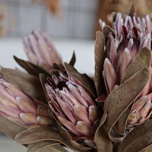 ナチュラルスワッグ カーネーション プロテアピンクアイス ラッピング無料