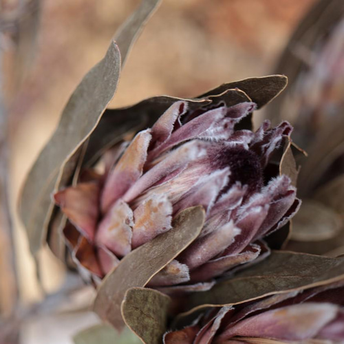 プロテア ピンクアイスのドライフラワー(40cm級) ドライフラワー