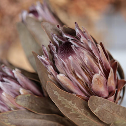 リューカデンドロン プルモーサムの Dry Flower（5ヘッド） その他素材