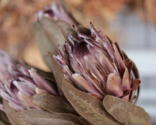 プロテア ピンクアイスのドライフラワー(40cm級) ドライフラワー