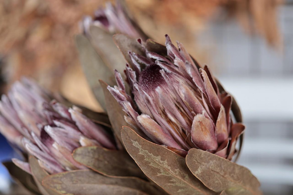 プロテア ピンクアイスのドライフラワー(40cm級) ドライフラワー