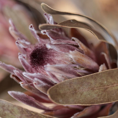 プロテア ピンクアイスのドライフラワー(40cm級) ドライフラワー