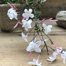 ハゴロモジャスミン♡真っ白な花♡ガーデニング♡観葉植物 4枚目の画像