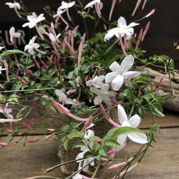 ハゴロモジャスミン♡真っ白な花♡ガーデニング♡観葉植物 13枚目の画像