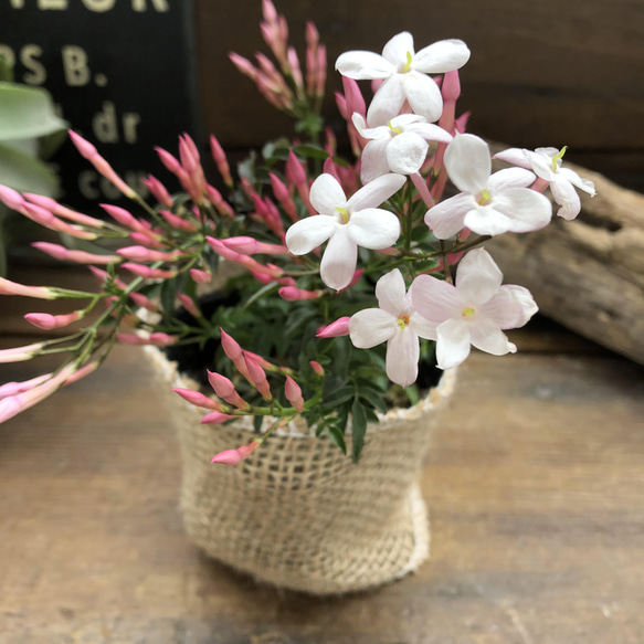 ハゴロモジャスミン♡真っ白な花♡ガーデニング♡観葉植物 15枚目の画像
