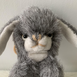 灰色ラビット　ウサギ 2枚目の画像