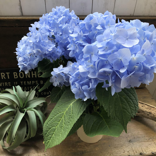 バブレーヌ、冬の花、高級希少画集画、版上サイン入 新品額付 花のギフト社 啓翁桜 さくら 桜 10本 花束 切花 生花 サクラ 花
