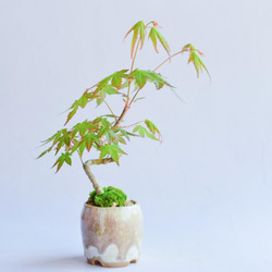 律花(のりか)さん   山モミジ　ミニ盆栽　自作鉢 2枚目の画像