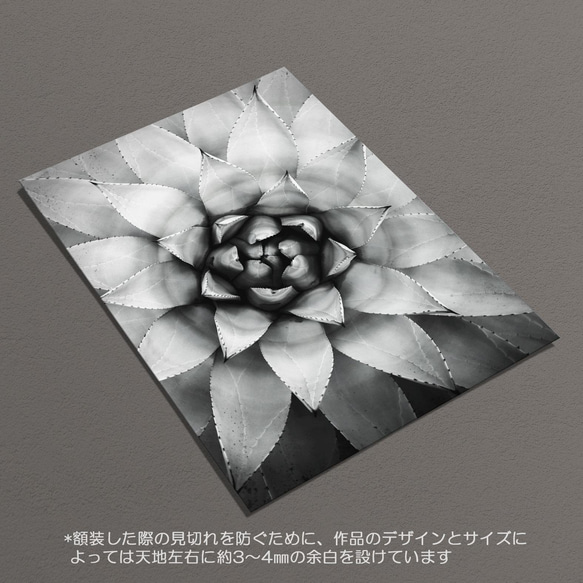 ☆インテリアフォトポスター -agave-【233】 6枚目の画像
