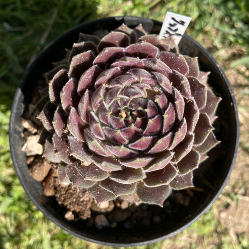多肉植物 リップスティック 抜き苗 センペルビウム 多肉植物 元気苗 