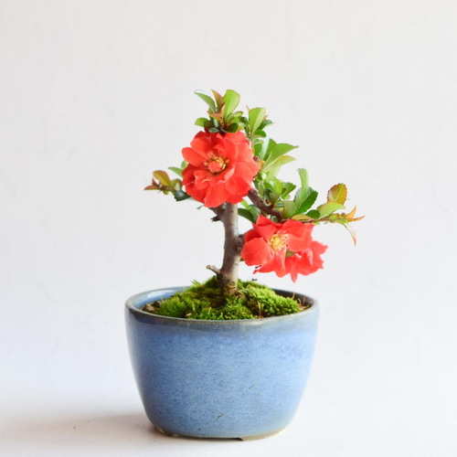 長寿梅赤花八重 小品 中品 盆栽 赤花