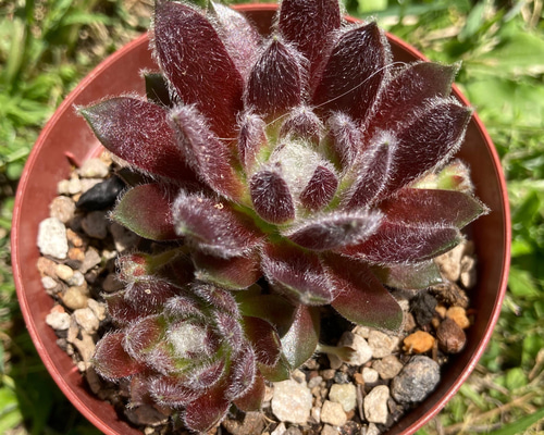 ette ジョルジェット センペルビウム 多肉植物 抜き苗 センペルビュウム小苗6個セット⑥ 抜き苗 多肉植物｜Yahoo