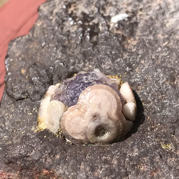 ゴビ石−870 ゴビ瑪瑙原石スミレ眼石鉱物標本激レア