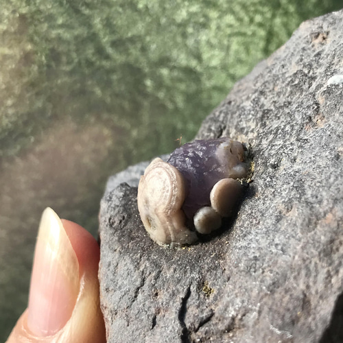 ゴビ石−870 ゴビ瑪瑙原石スミレ眼石鉱物標本激レア