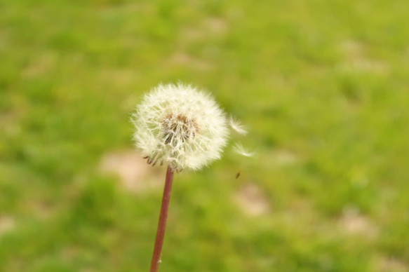 たんぽぽ靴下 5枚目の画像