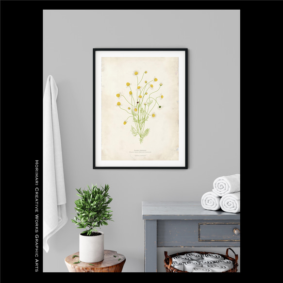 【カモミール植物標本】インテリア アートポスター　 アンティークペーパー背景 11枚目の画像